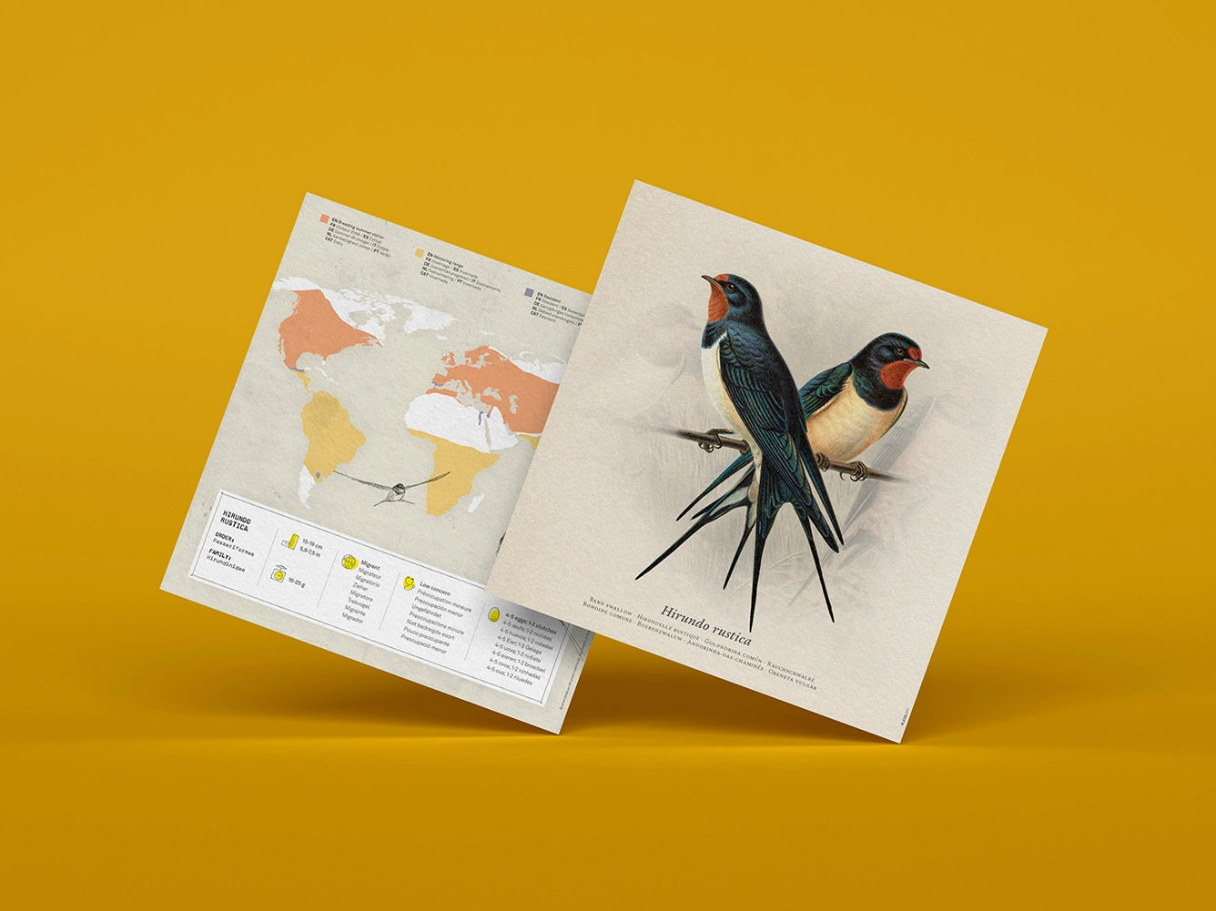 Barn swallow bird papercraft kit